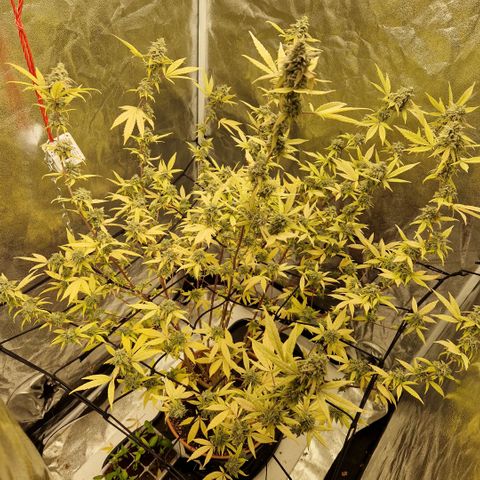 ?? growlog timeline photo