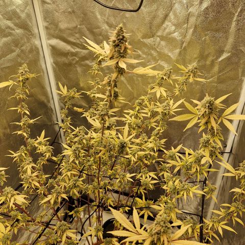 ?? growlog photo: Erntetag