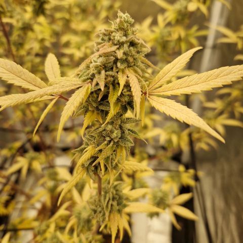 ?? growlog photo: Erntetag