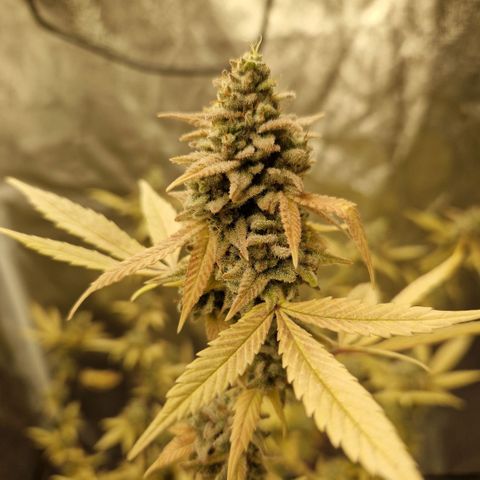 ?? growlog photo: Erntetag