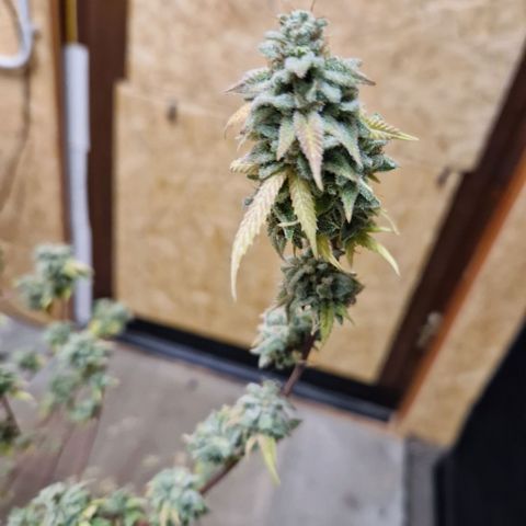 ?? growlog timeline photo