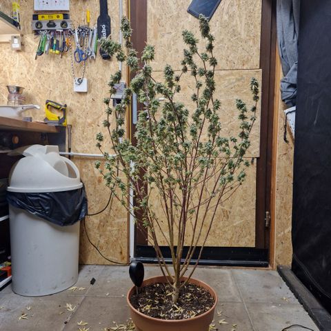 ?? growlog timeline photo