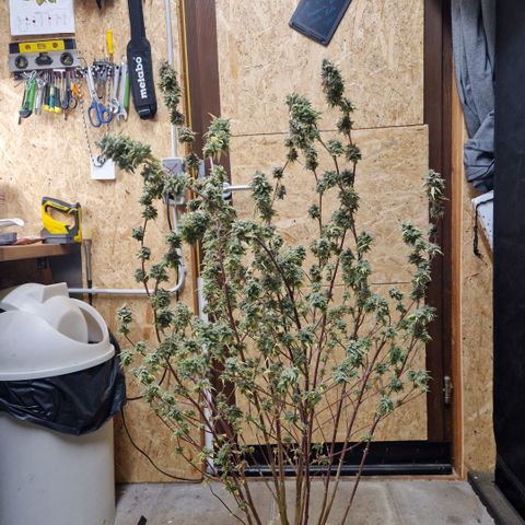 ?? growlog timeline photo
