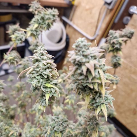 ?? growlog timeline photo