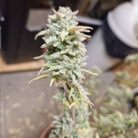 ?? growlog timeline photo