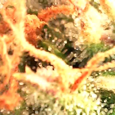 Super skunk automatic growlog timeline photo