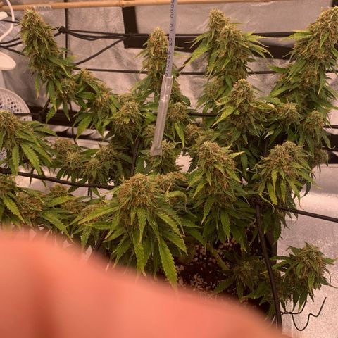Super skunk automatic growlog timeline photo