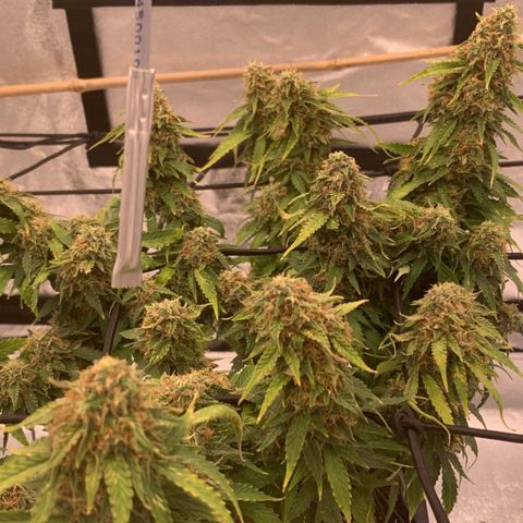 Super skunk automatic growlog timeline photo