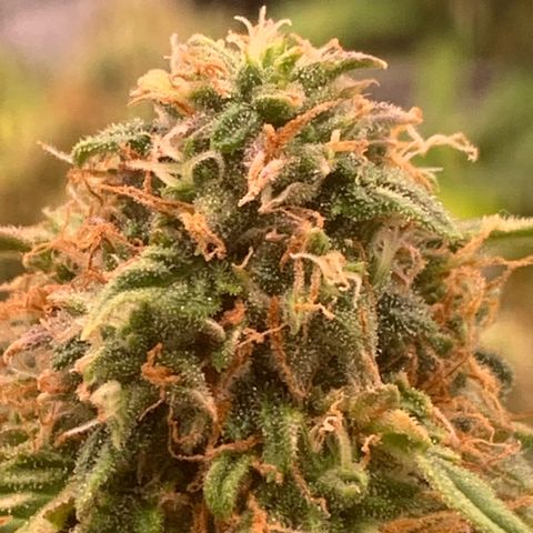 Super skunk automatic growlog timeline photo
