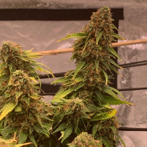 Super skunk automatic growlog timeline photo