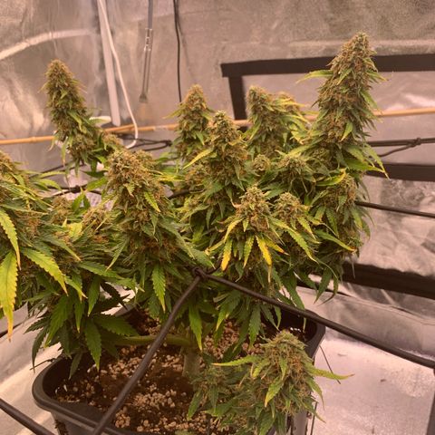 Super skunk automatic growlog timeline photo