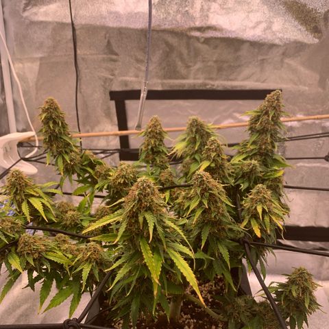Super skunk automatic growlog timeline photo