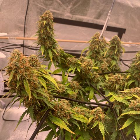 Super skunk automatic growlog timeline photo