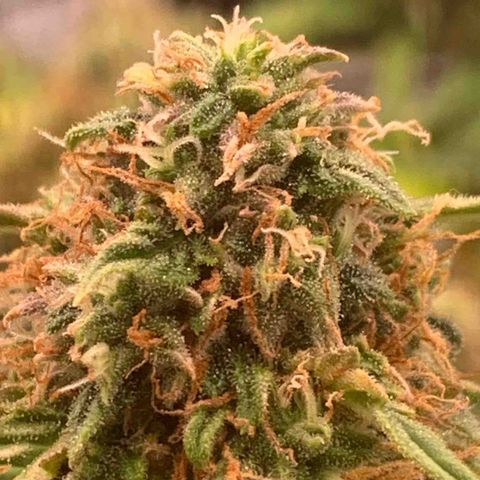 Super skunk automatic growlog timeline photo