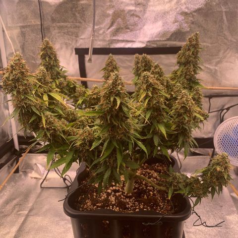 Super skunk automatic growlog timeline photo