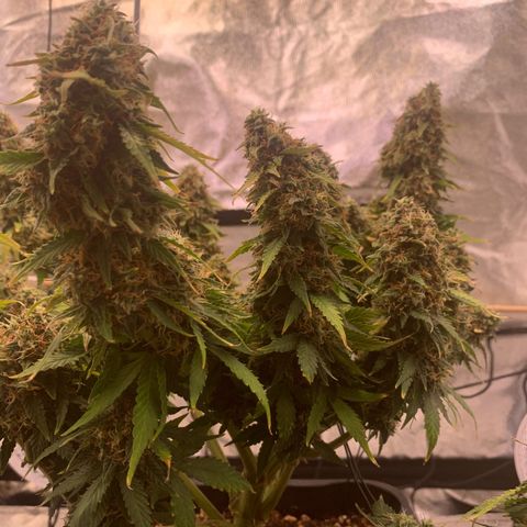 Super skunk automatic growlog timeline photo