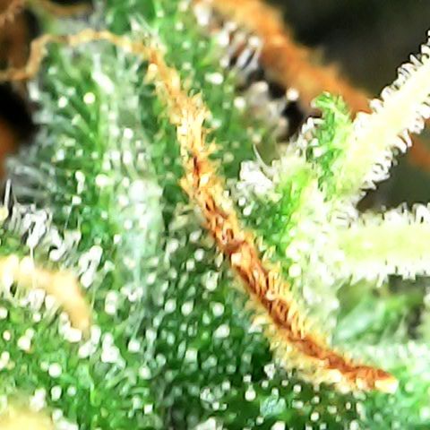 Super skunk automatic growlog timeline photo