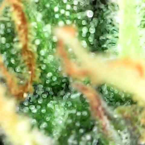 Super skunk automatic growlog timeline photo