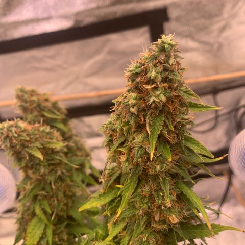 Super skunk automatic growlog timeline photo