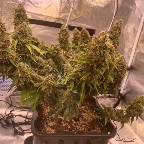 Super skunk automatic growlog timeline photo