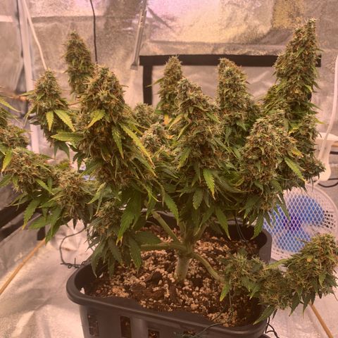 Super skunk automatic growlog timeline photo