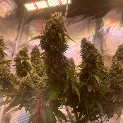 Super skunk automatic growlog timeline photo