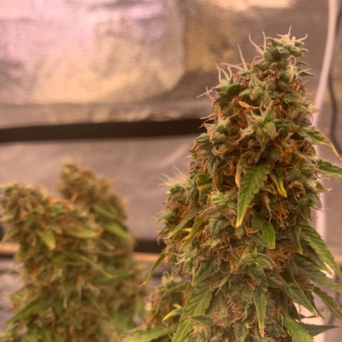 Super skunk automatic growlog timeline photo