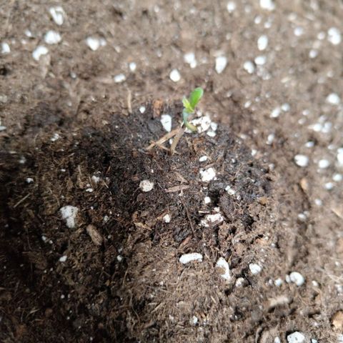 Lemon AK growlog timeline photo