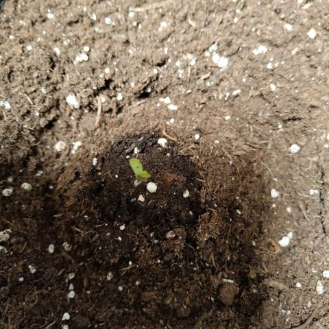 Grapefruit'matic growlog timeline photo