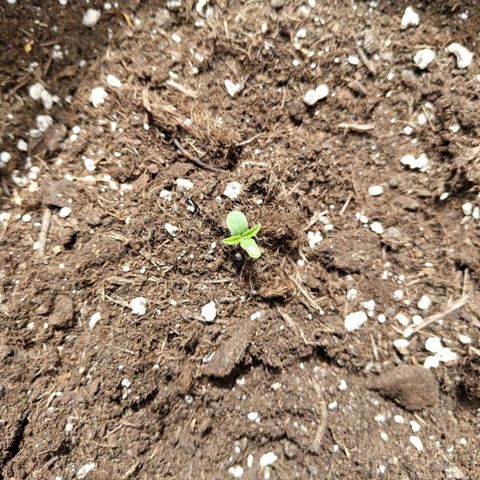 Grapefruit'matic growlog timeline photo