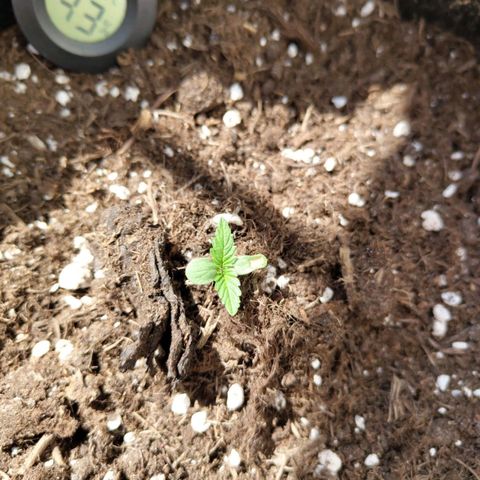 Grapefruit'matic growlog timeline photo