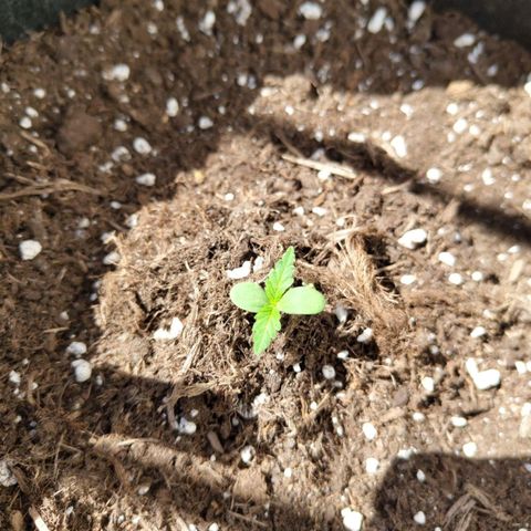 Lemon AK growlog timeline photo