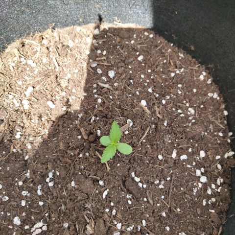 Gorilla Cookies Auto growlog timeline photo