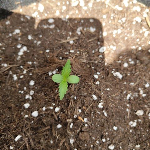Lemon AK growlog timeline photo