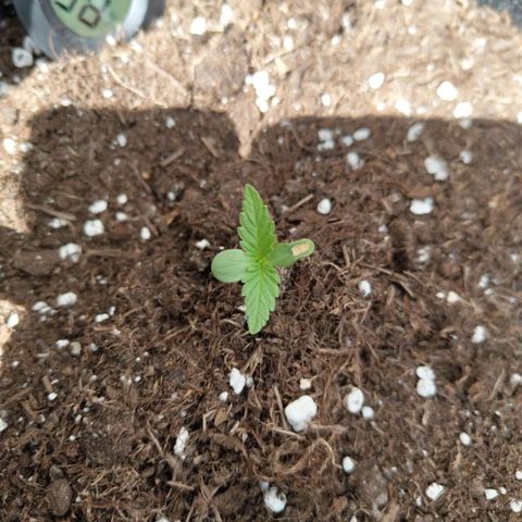 Grapefruit'matic growlog timeline photo