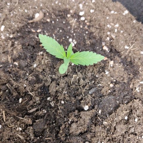 Gorilla Cookies Auto growlog timeline photo