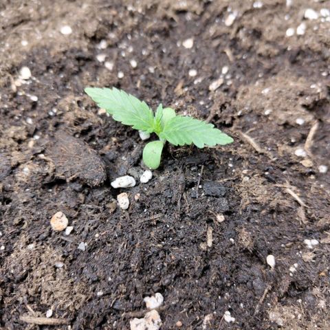 Lemon AK growlog timeline photo