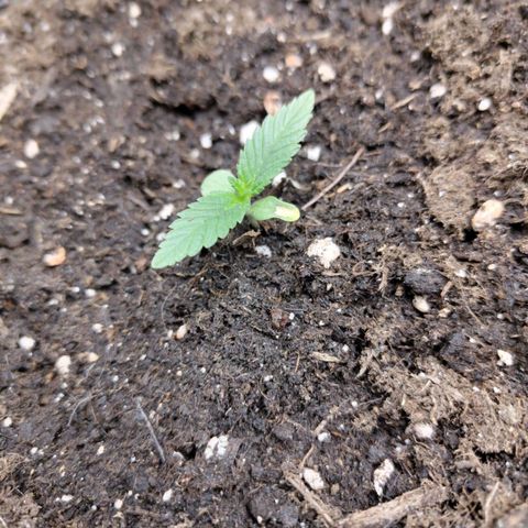 Grapefruit'matic growlog timeline photo