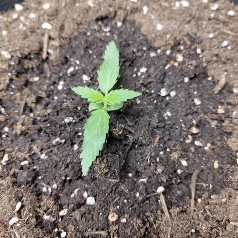 Lemon AK growlog timeline photo