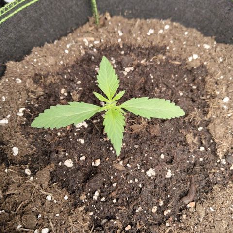 Gorilla Cookies Auto growlog timeline photo