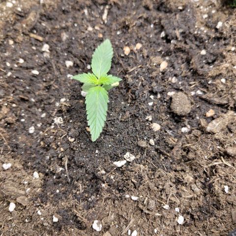 Grapefruit'matic growlog timeline photo