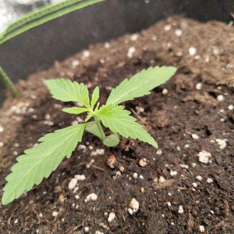 Gorilla Cookies Auto growlog timeline photo