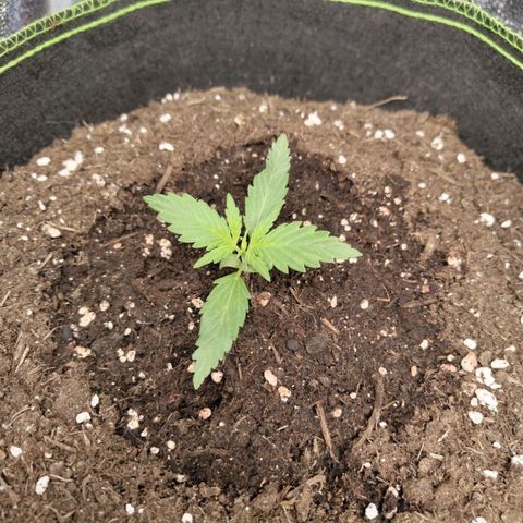 Lemon AK growlog timeline photo