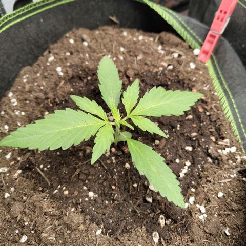 Gorilla Cookies Auto growlog timeline photo