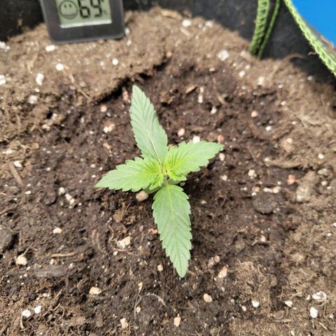 Grapefruit'matic growlog timeline photo