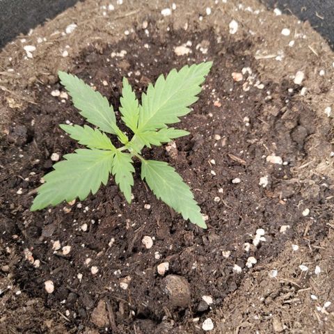 Lemon AK growlog timeline photo