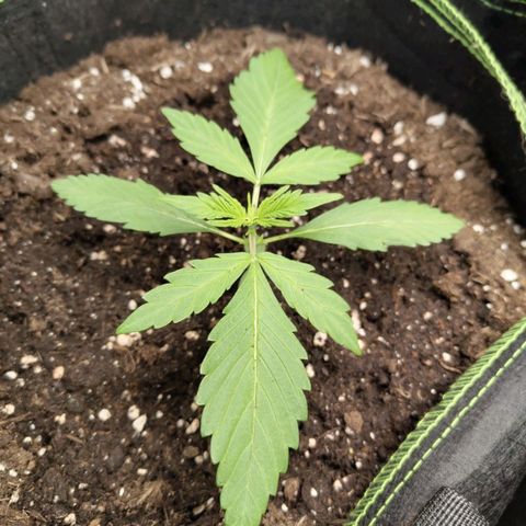 Gorilla Cookies Auto growlog timeline photo