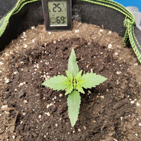 Grapefruit'matic growlog timeline photo