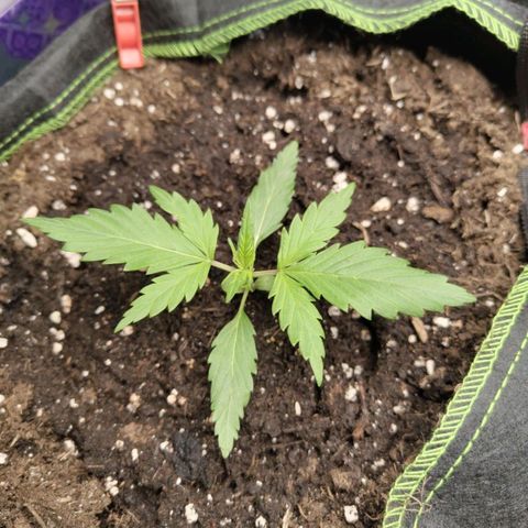 Lemon AK growlog timeline photo