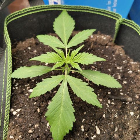 Gorilla Cookies Auto growlog timeline photo